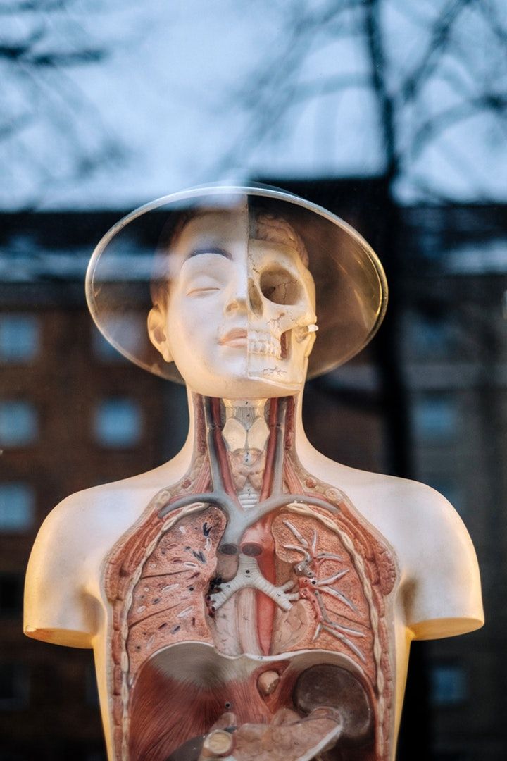 Mannequin display of the upper circulatory system of the human body